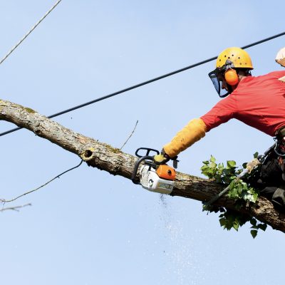 IBM to Help Utilities Cut Tree Trimming Budgets and Reduce Outages