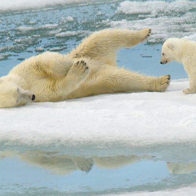 International Polar Bear Day Spreads Awareness of Polar Bear Conservation and the Dire Threat of Habitat Loss