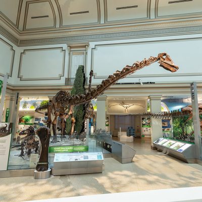 Smithsonian National Museum of Natural History’s Dinosaur Hall Restored to its Original Grandeur