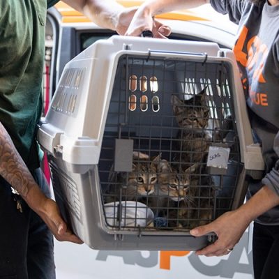 ASPCA and Wings of Rescue Fly Nearly 200 Homeless Animals in the Path of Hurricane Dorian to Safety