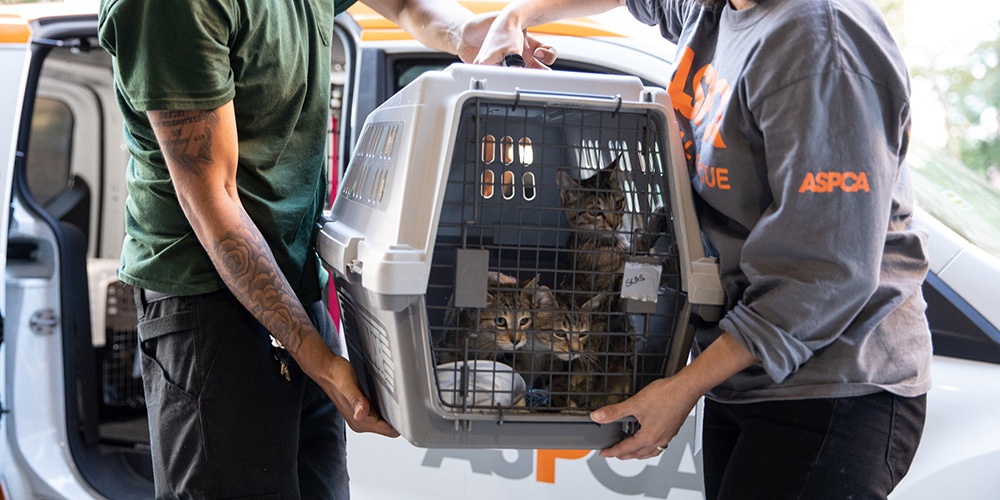 ASPCA and Wings of Rescue Fly Nearly 200 Homeless Animals in the Path ...