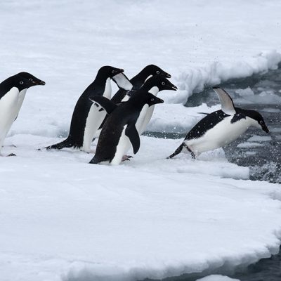 Backlog of Antarctic Marine Protected Areas Blocking Promised Network