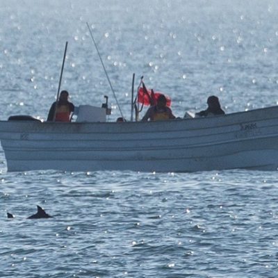 Expedition Sights Endangered Vaquita Porpoise and Rampant Fishing Inside Biosphere Reserve