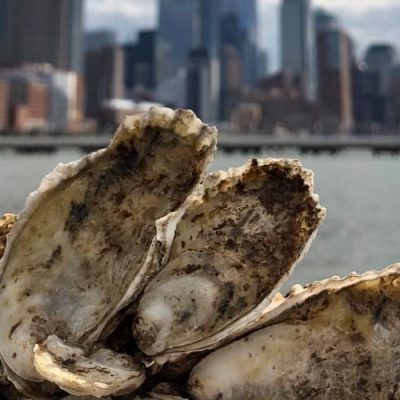 Moët Hennessy USA Partners with Billion Oyster Project to Help Restore Oyster Reefs in New York Harbor