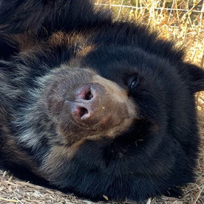 Rare Spectacled Bears Now In Unimaginable New Home