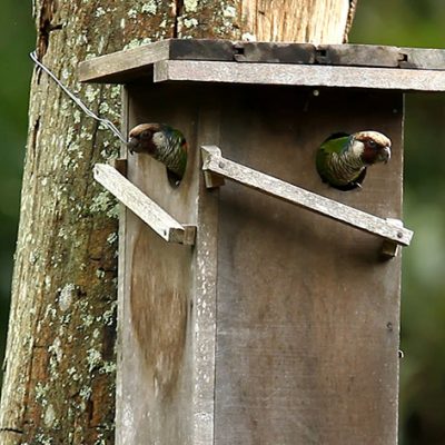 Loro Parque Foundation Saves 10 Species of Parrots From Total Extinction in the Wild