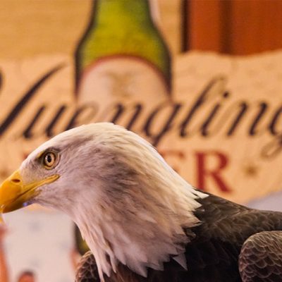 Yuengling Partners With American Eagle Foundation To Protect U.S. National Symbol