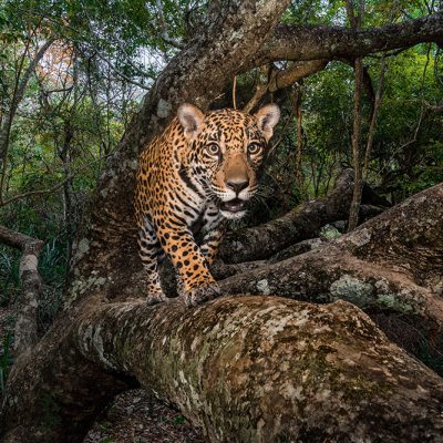 Urgent Measures To Protect Threatened Species On The Table As Delegates Gather For 13th CMS Conference