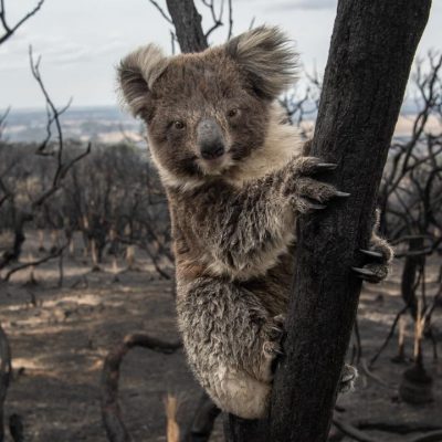 IFAW Calls For Emergency Protections For Koalas After Report Reveals True Impact Of Australia’s Bushfires