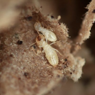Miami, Los Angeles, Tampa and New York Hold Top Spots on the Termite Cities List