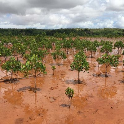 Eden Reforestation Projects Plants a Third of a Billion Trees