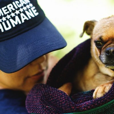 American Humane Challenges Political Campaigns to Include Animal Policies in Platforms
