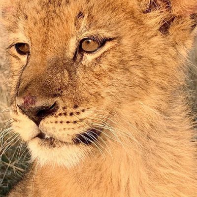 The Wild Animal Sanctuary Rescues 17 Lions, Tigers and Hybrids and Two Brown Bears from Notorious Roadside Zoos