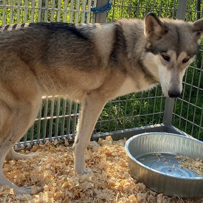 TIGER KING’s Animals at Greater Wynnewood Exotic Animal Park Rescued and Rehomed