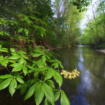 Honda Helps Protect Big Darby Nature Preserve with 90-acre Land Donation