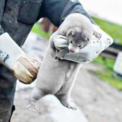 International Fur Federation Statement on Denmark Mink Cull