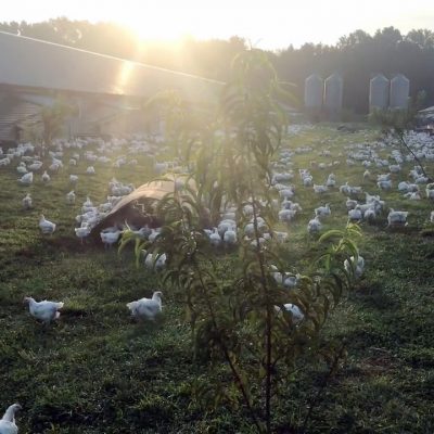 Perdue Taps Farmers’ Knowledge and Experience in Getting the Most Birds Outside Into Free-Range Pastures