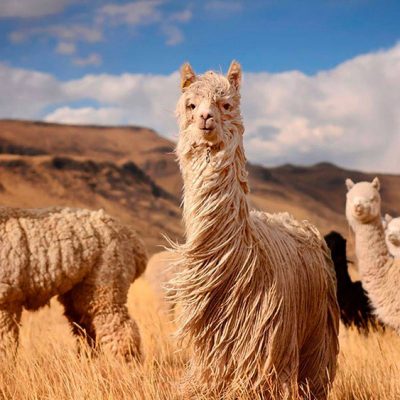 Alpaca del Peru: Where Luxury Fashion Meets Sustainability