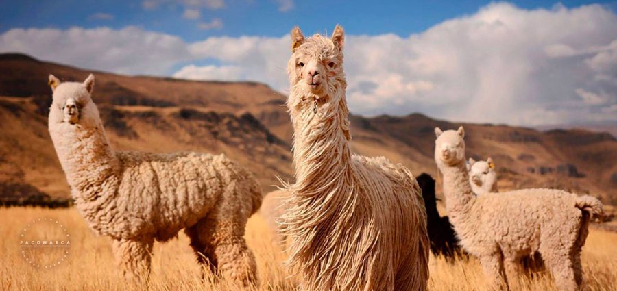 Alpaca del Peru: Where Luxury Fashion Meets Sustainability | The Ritz