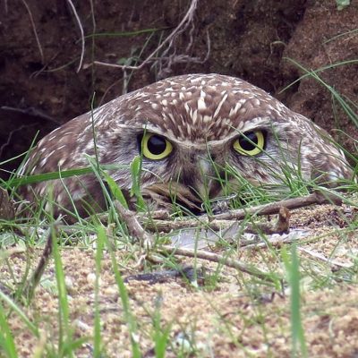 California Governor Urged to Adopt Alternative to Bulldozing Ballona Wetlands