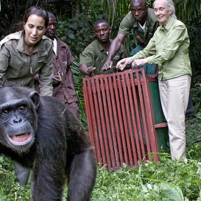 Rescued Chimpanzees of the Congo With Jane Goodall