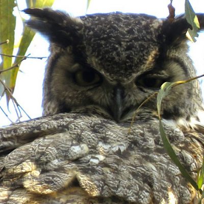 Environmental Leaders Blast California’s Dept. Of Fish & Wildlife for Rubber Stamping Destruction of LA’s Ballona Wetlands