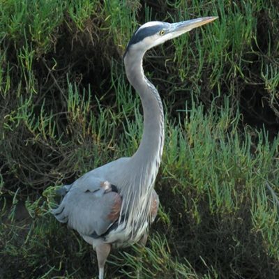 Lawsuit Filed Against California Dept of Fish & Wildlife for Approving Ballona Wetlands