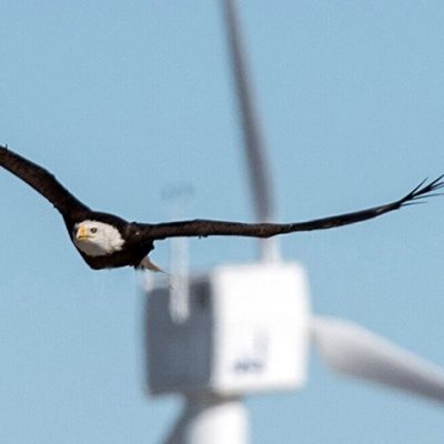 Eagle Fatalities in Wind Farms Greatly Reduced by Using Artificial Intelligence