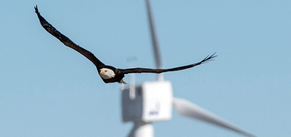 Eagle Fatalities in Wind Farms Greatly Reduced by Using Artificial ...