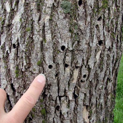 The City of Dallas’ Strategic Action Against an Impending Ash Tree Infestation