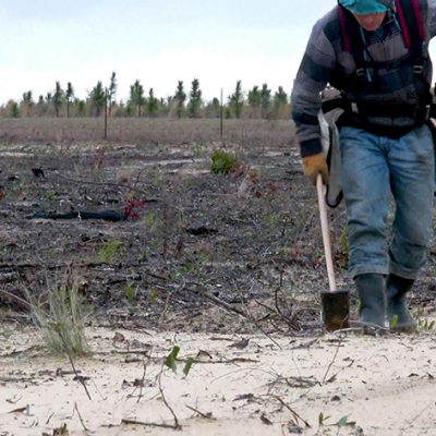 Eastman and GP Cellulose Provide Critical Support for Longleaf Pine Restoration in Florida