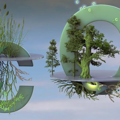 Elevated CO2 Emissions Increase Plant Carbon Uptake but Decrease Soil Carbon Storage