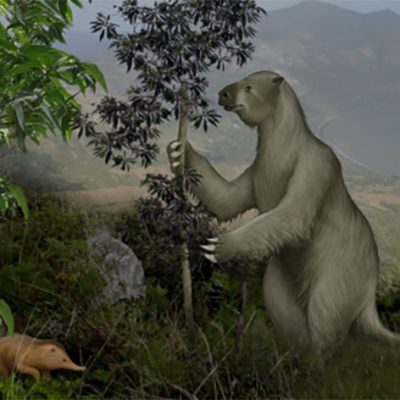 New Study Sheds Light on Caribbean Mammal Extinctions, Helps Guide Conservation Strategies