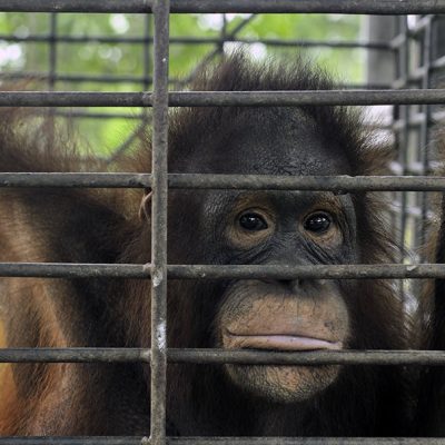 The Orangutan Project Calls for Urgent Assistance to Protect Critically Endangered Species From COVID-19 Poaching Surge