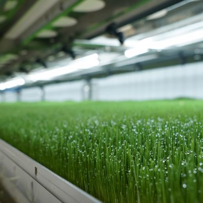 University Research Confirms Greenhouse Gas Reductions Using HydroGreen’s Hydroponic Fodder System