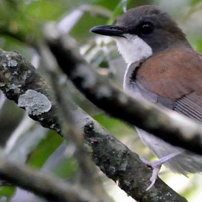 Warming Climate Slows Tropical Birds’ Population Growth Rates