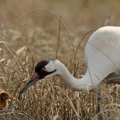 Whooping Cranes Steer Clear of Wind Turbines When Selecting Stopover Sites