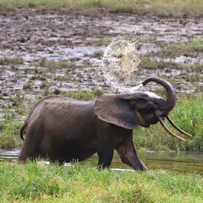 Forest Elephants Are Now Critically Endangered – Here’s How to Count Them