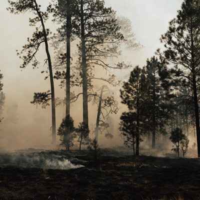 Burning the Forest, Not Just the Trees