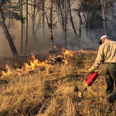 For Over 100 Years Fire Suppression Policies Have Led to a Dangerous Build-Up of Brush and Unhealthy Trees