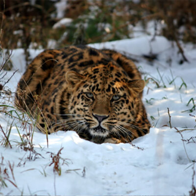 Genetic Analysis of Leopards Revises Current Interpretation of Their Natural History, Migrations, and Future Vulnerability