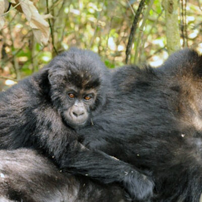 Hope for Critically Endangered Gorillas in Eastern Democratic Republic of Congo