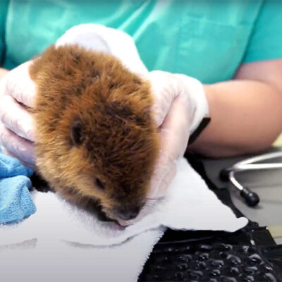 Orphaned Baby Beavers Crisscross NYS for Treatment at Cornell