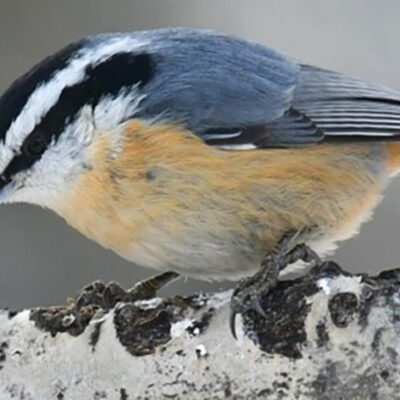 Polar Vortex, Winter Heat May Change Bird Populations