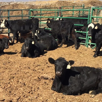 Space, Exercise May Be Critical to Drylot Beef Heifer Reproduction