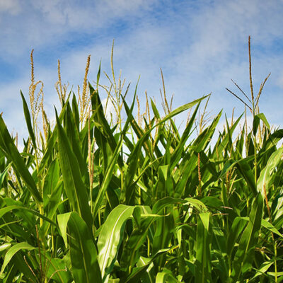 Stronger Corn Stalks Could Lead to Greater Food Security