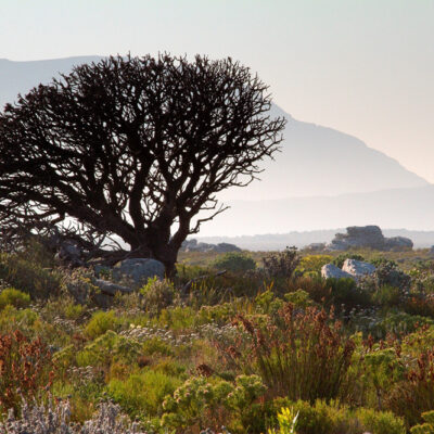 Field Biologists and NASA Planes to Map Biodiversity in South Africa’s Greater Cape Floristic Region