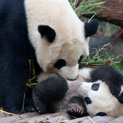 Giant Pandas Status Downgraded From ‘Endangered’ to ‘Vulnerable’