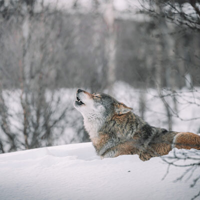 Hunting, Hidden Deaths Led to Estimated 30% Reduction in Wisconsin’s Wolf Population