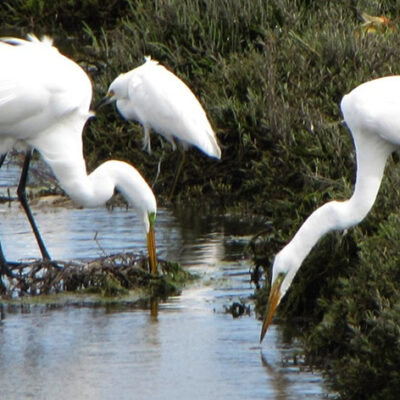 Marvel Hero Genesis Butler Says: Don’t Bulldoze LA’s Ballona Wetlands!